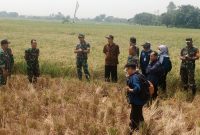 Dandim 0604/Karawang Cek Kesiapan Panen Raya Di Wilayah Telagasari-Karawang