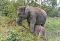 Kelahiran Bayi Gajah Sumatera, Susul Kehadiran Bayi Badak Sebelumnya di TN Way Kambas