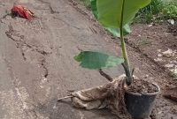 Miris ,Jalan Karangjati-Cilamaya Retak dan Belah Serta Luput Perhatian Pemkab Karawang
