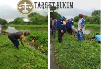 PJT II Rengasdengklok Bersihkan Eceng Gondok di Saluran Irigasi Batujaya, Cegah Banjir dan Program Swasembada Pangan Saat Musim Hujan