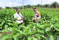 Bhabinkamtibmas Desa Sumbersari Dukung Ketahanan Pangan, Berikan Penyuluhan dan Pendampingan kepada Petani