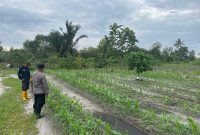 Sinergi Bhabinkamtibmas Polsek muara jawa dan Petani Sukseskan Program Ketahanan Pangan