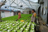 Tinjau Pertanian hidroponik Warga Desa Bangun Rejo, Bhabinkamtibmas Polsek Tenggarong Seberang Dukung Ketahanan Pangan