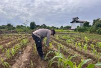 Polsek Tabang Mendukung Program Asta Cita, Monitoring Lahan Jagung dan Bantu Petani