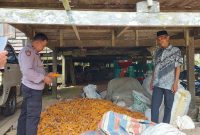 Bantu Panen Jagung di Desa Tani Harapan, Bhabinkamtibmas Polsek Loa Janan Dukung Ketahanan Pangan