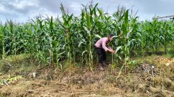 Dekatkan Diri ke Petani, Bhabinkamtibmas Polsek Tenggarong Seberang Sambang Kebun Warga Dukung Program Ketahanan Pangan