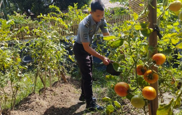 Lapas Cilegon Berdaya, Ketahanan Pangan Terjaga Lewat Panen Tomat