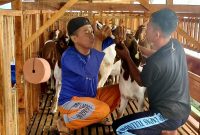 Domba Harapan: Kemandirian Warga Binaan Lapas Tulungagung Lewat Dorper & Texel