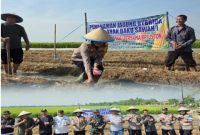 Polsek Purwasari Gandeng Ustadz Beton: Sinergi Tanam Jagung Demi Ketahanan Pangan dan Kebersamaan