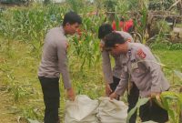 Panen Raya Jagung Polsek Tabang: Dari Gagal Panen Hingga Berhasil Hasilkan 200 Kg