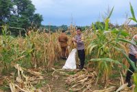 Dukung Swasembada Pangan Nasional, Polsek Samboja Lakukan Panen Raya Jagung Bersama Petani