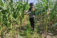Bhabinkamtibmas Polsek Belitang III Kontrol Tanaman Jagung Dukung Program Ketahanan Pangan