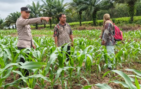 Dukung Ketahanan Pangan Bhabinkamtibmas Polsek Belitang III Laksanakan