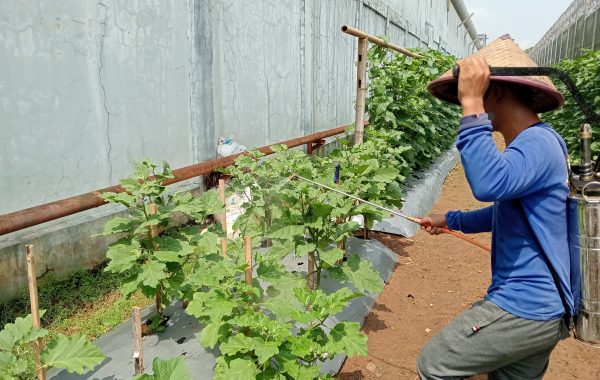 Rawat Tanaman, Tumbuhkan Kemandirian: Warga Binaan Lapas Kelas IIA Purwokerto Lakukan Perawatan Tanaman Terong