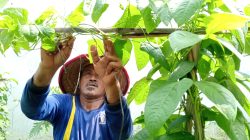 WUJUDKAN LAPAS HIJAU DAN MANDIRI, LAPAS KELAS IIA PURWOKERTO LAKSANAKAN PERAWATAN TANAMAN KACANG PANJANG