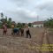 Polsek Belitang III Tanam Jagung di Desa Nusa Jaya Dukung Program Ketahanan Pangan Nasional