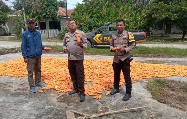 Kapolsek Buay Madang Timur Tinjau Hasil Panen Jagung di Desa Sumber Mulya