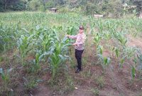 Polsek Loa Janan Terjun Langsung Dampingi Warga Tingkatkan Produksi Jagung