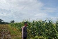 Polsek Buay Madang Timur Dampingi Petani Jagung, Dukung Ketahanan Pangan Desa Sumber Mulyo
